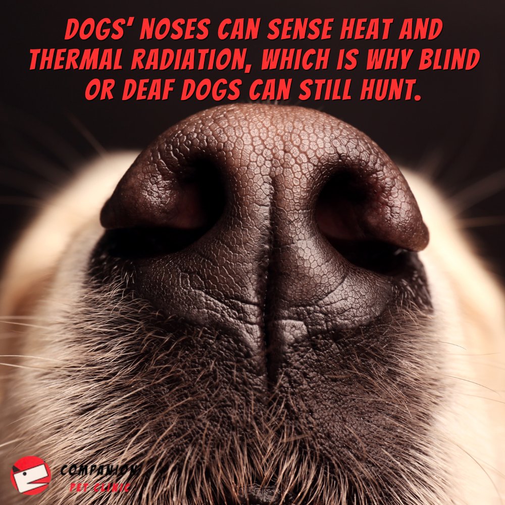 It's well-known that dogs have a great sense of smell, but this is on another level!

#dogs #dogbehavior #doghealth #didyouknow #dyk #funfact #dogfacts #dogowners #dogsenses #senseofsmell #CompanionPetClinic #NorthPhoenix