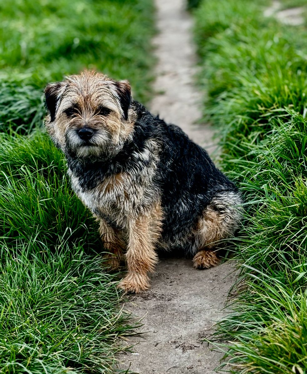 The view from here: another gratuitous pic of Molly B on our walk this evening ... before she gets her hair cut on Monday (keep that bit quiet, please: she doesn't yet know). As ever with border terriers, she's turned on her happy face. Carry on.