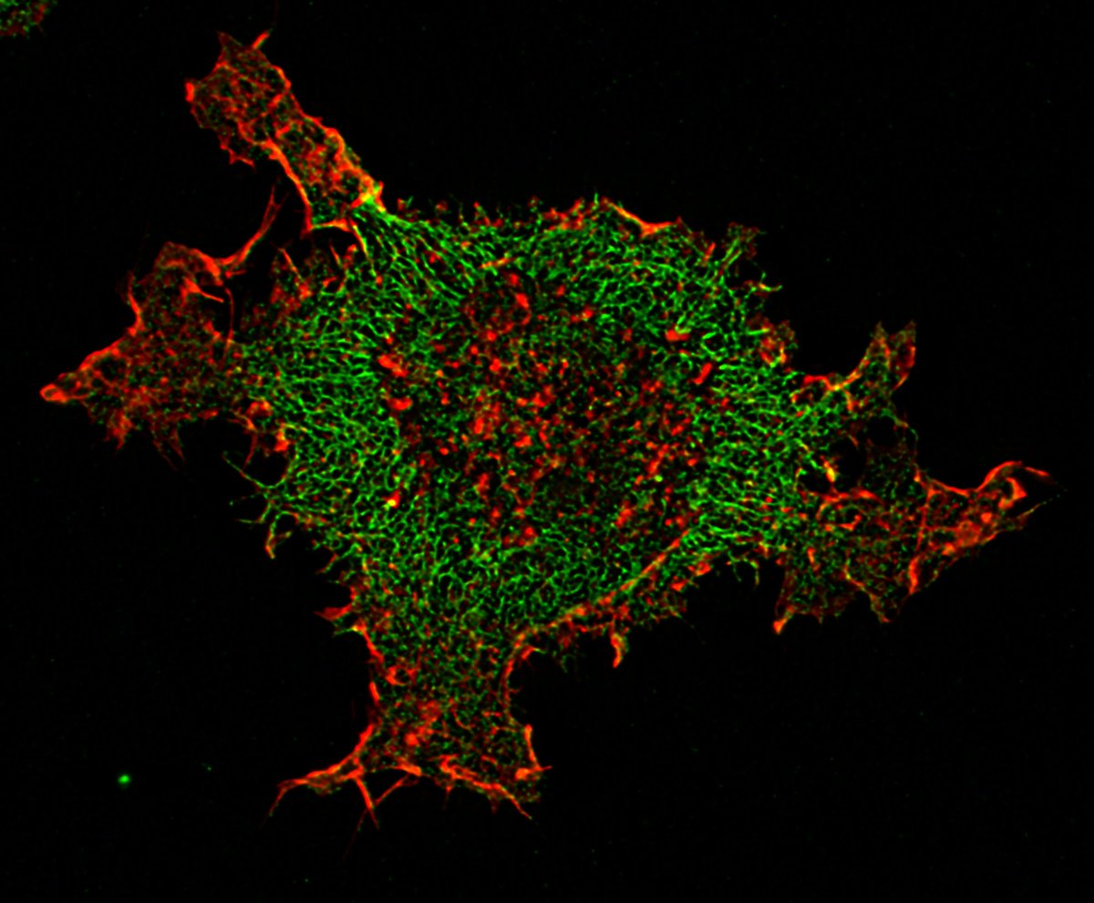 B cell activation #FluorescentFriday #superresolution #BCell