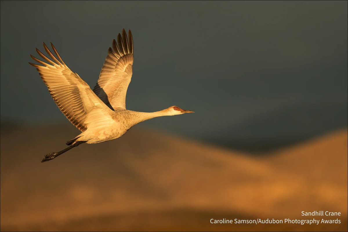 Audubon Society tweet media