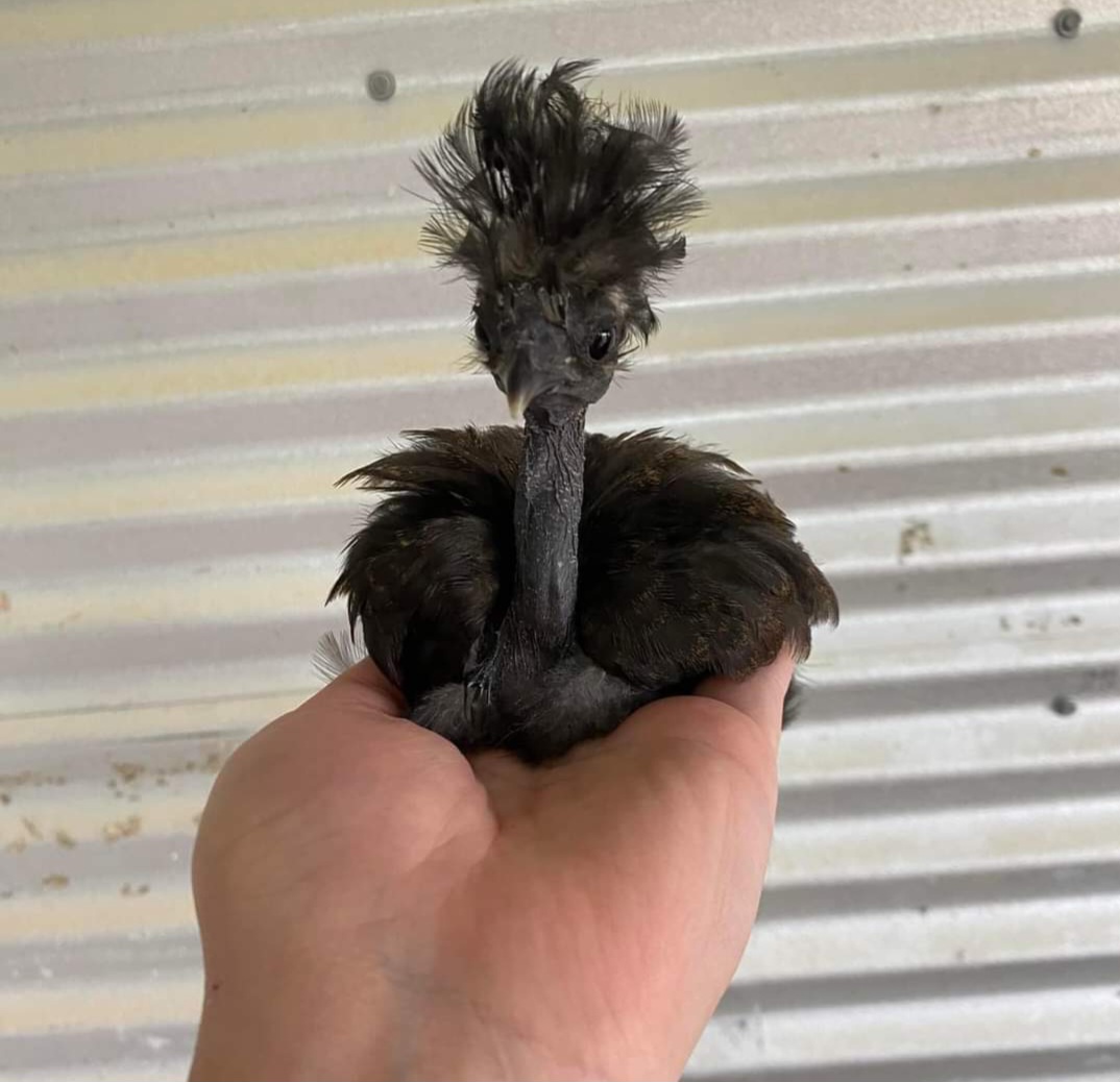 Look at this cute, funny little chicken..🤣🤣❤️