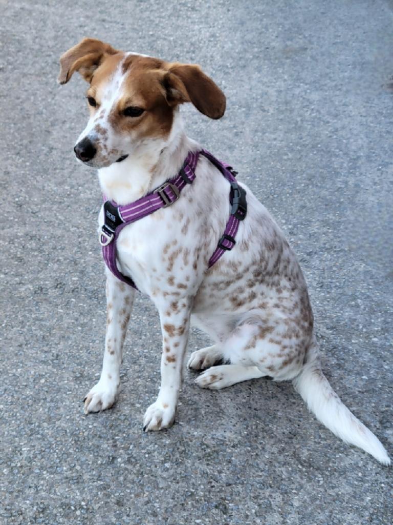 On the way on from work 🚶‍♀️🧢🎒 I met this pretty girl 🐕💟 #dogs #dogslovers #adoptdontshop #Paris #France