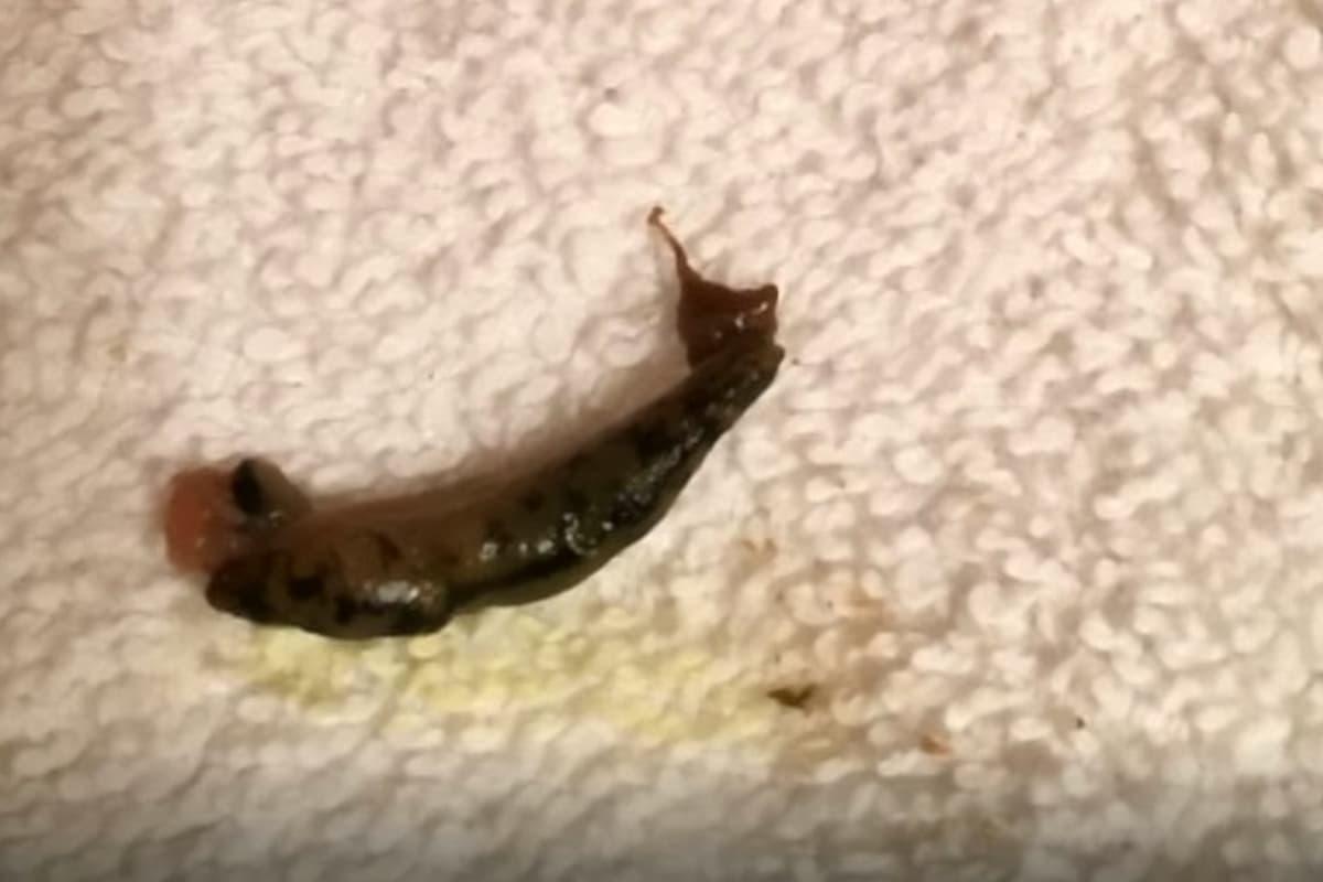 Watch: Slugs in towels and blood on walls: Inside real-life Fawlty Towers hotel leightonbuzzardonline.co.uk/read-this/watc…