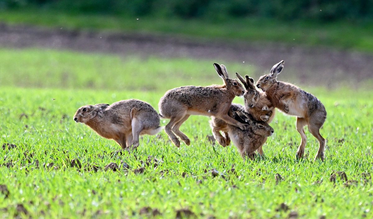 5 Hares 11/04/24 Norfolk @BBCSpringwatch