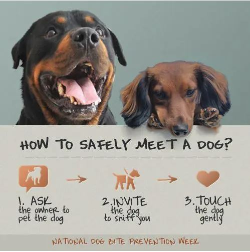 Do you see a dog and instantly want to rush right up and pet it? It may be hard to resist that urge but do it anyways, and practice these steps to meet a dog safely. #cantonhealth #dogbitepreventionweek #dogsafety