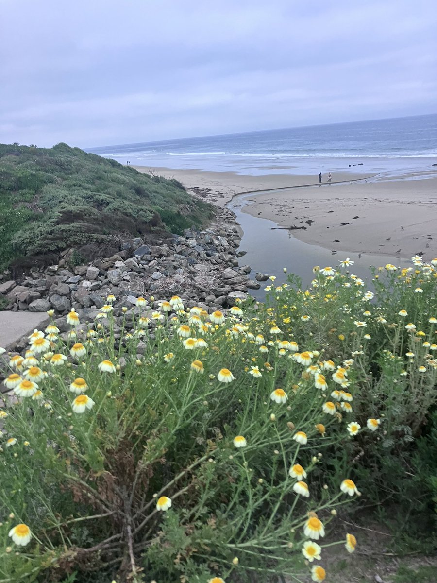 Lots of flowers at the Salt Creek! #flowers #Friday #California