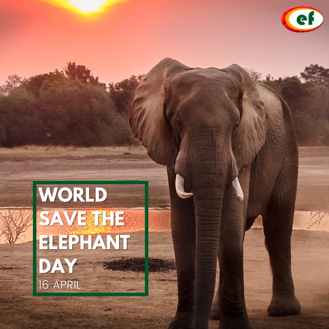 Today is World Elephant Day! This day is dedicated to raising awareness about the critical threats facing elephants and the urgent need to protect these majestic creatures from extinction.

environbuzz.com/climate-change…

#Conservation #SaveElephants #ProtectWildlife