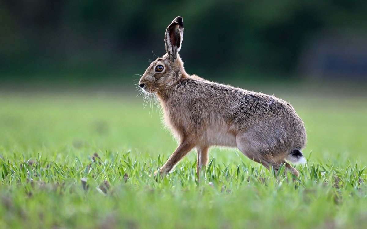 Brown hare 11/04/24 Norfolk @BBCSpringwatch #WexMondays