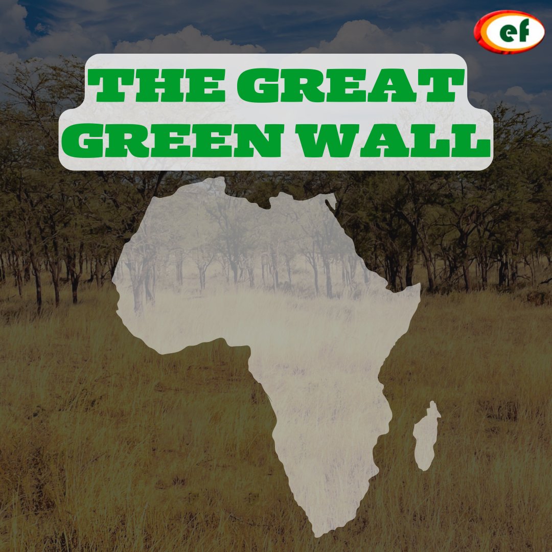 The Great Green Wall is more than trees; it's hope and life for the Sahel. Transforming landscapes and lives, it fights desertification and poverty. Let's support this green marvel.

environbuzz.com/the-great-gree…

#GreatGreenWall #ClimateAction #AfricaRising