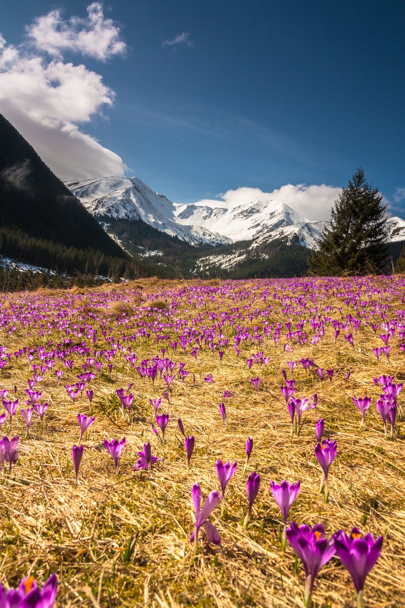 @JamesLucasIT Spring in Tatra mountains, Poland 🇵🇱