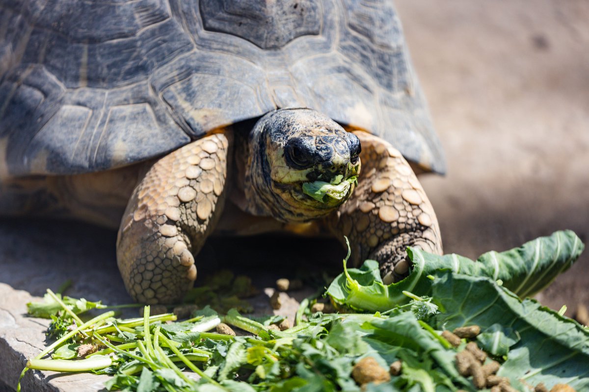 Tortoises were plant-based waaay before it went mainstream! 😏🥬🐢

#DidYouKnow: Tortoises of the family Testudinidae are one of the oldest living groups of animals in the world. Fossil records show that tortoises have walked the Earth for more than 230 million years!