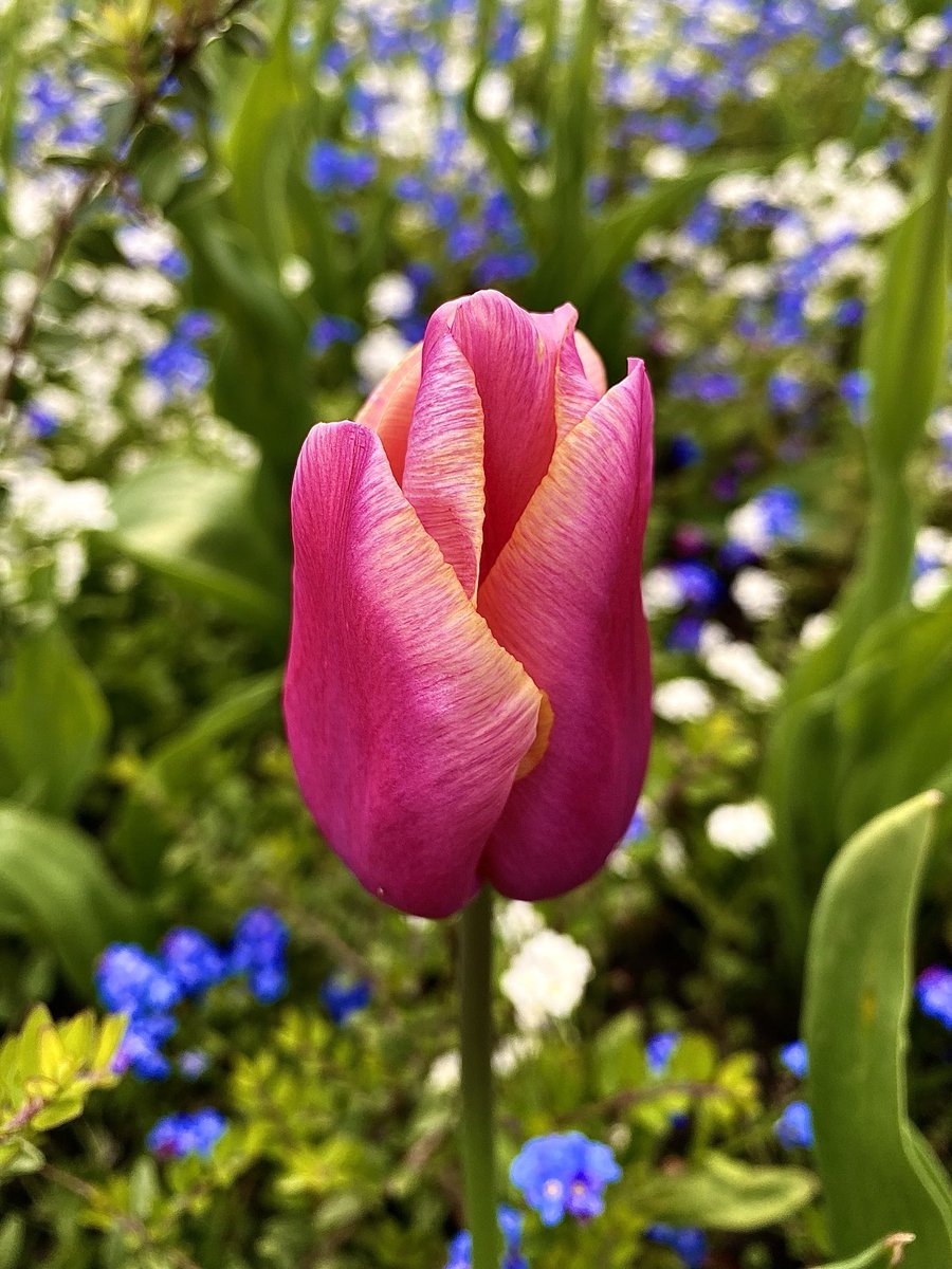 Mmmmmm tulip season is here! 🩷🌷🩷🌷🩷🌷🩷🌷🩷🌷🩷 ‘There’s so much spring in the air. There’s so much lazy sweetness in your heart’ • F. Scott Fitzgerald •