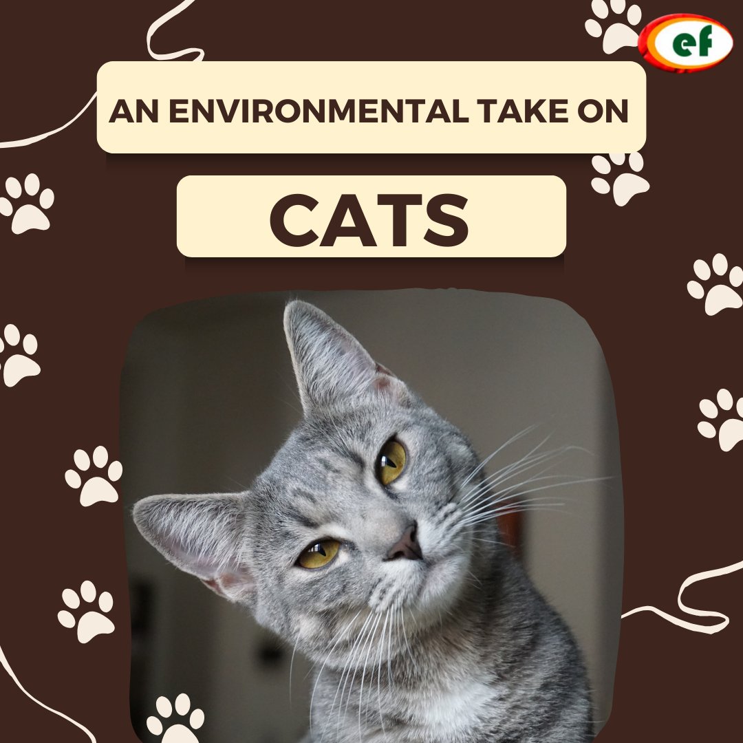 Our cuddly companions or stealthy hunters? Discover the dual nature of domesticated cats as adorable pets and threats to wildlife. Keeping them indoors could be the key to protecting our ecosystem.

environbuzz.com/domesticated-c…

#ProtectWildlife #CatCare #EcoFriendlyPets