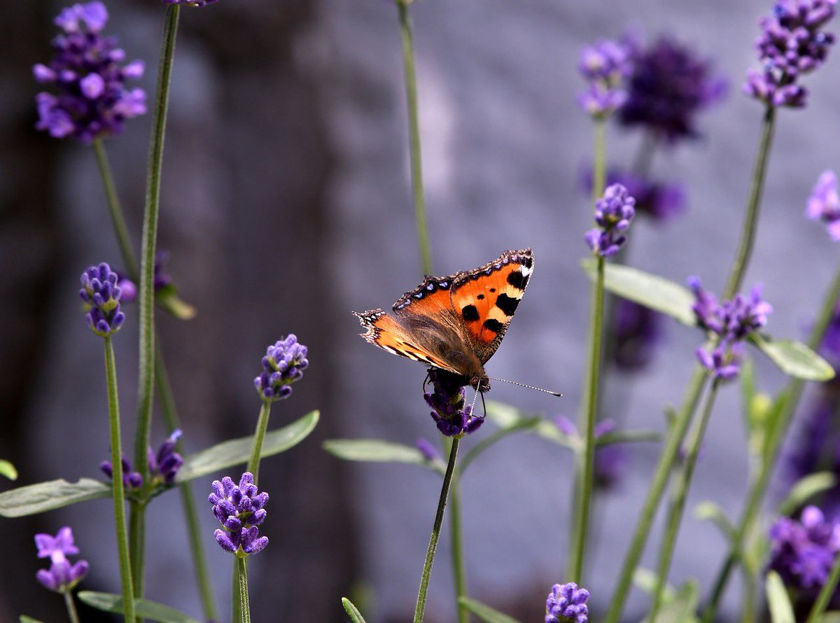 Sunday is #NationalGardeningDay. Growing pollinator-friendly plants helps us slow decline of insects needed for healthy ecosystems & food security. Urban streets can become #WildlifeHabitats & we can enjoy seeing butterflies and bumblebees visiting our gardens or window boxes.
