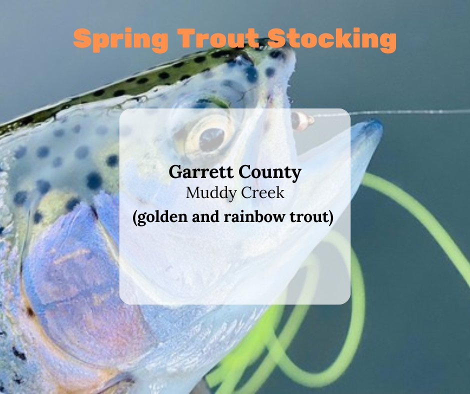 Spring Trout Stocking April 12, 2024 Find the trout stocking map and more at: dnr.maryland.gov/fisheries/Page…