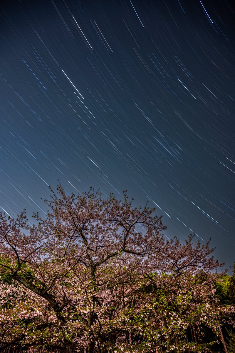桜と星
Nikon Zf