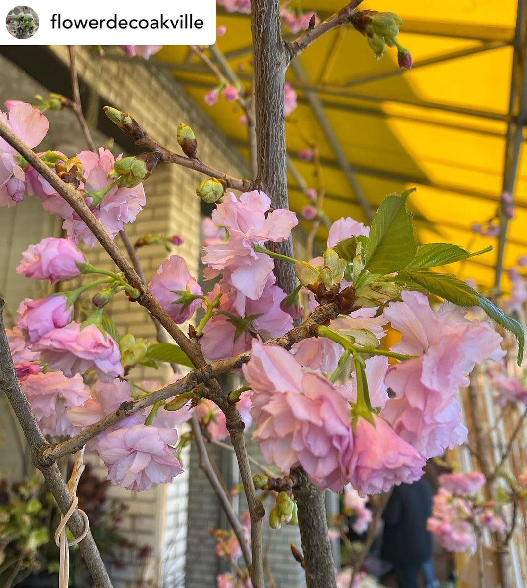 Spring up your home with beautiful Pink Cherry Blossoms from #flowerdeco🌸

🗺️35 Lakeshore Rd W 
📱buff.ly/3MkQLru  
📸 by Flower Deco

See you in #KerrVillage 👋 💐 

#flowerdecoakville #pinkcherryblossom #oakvilleflorist