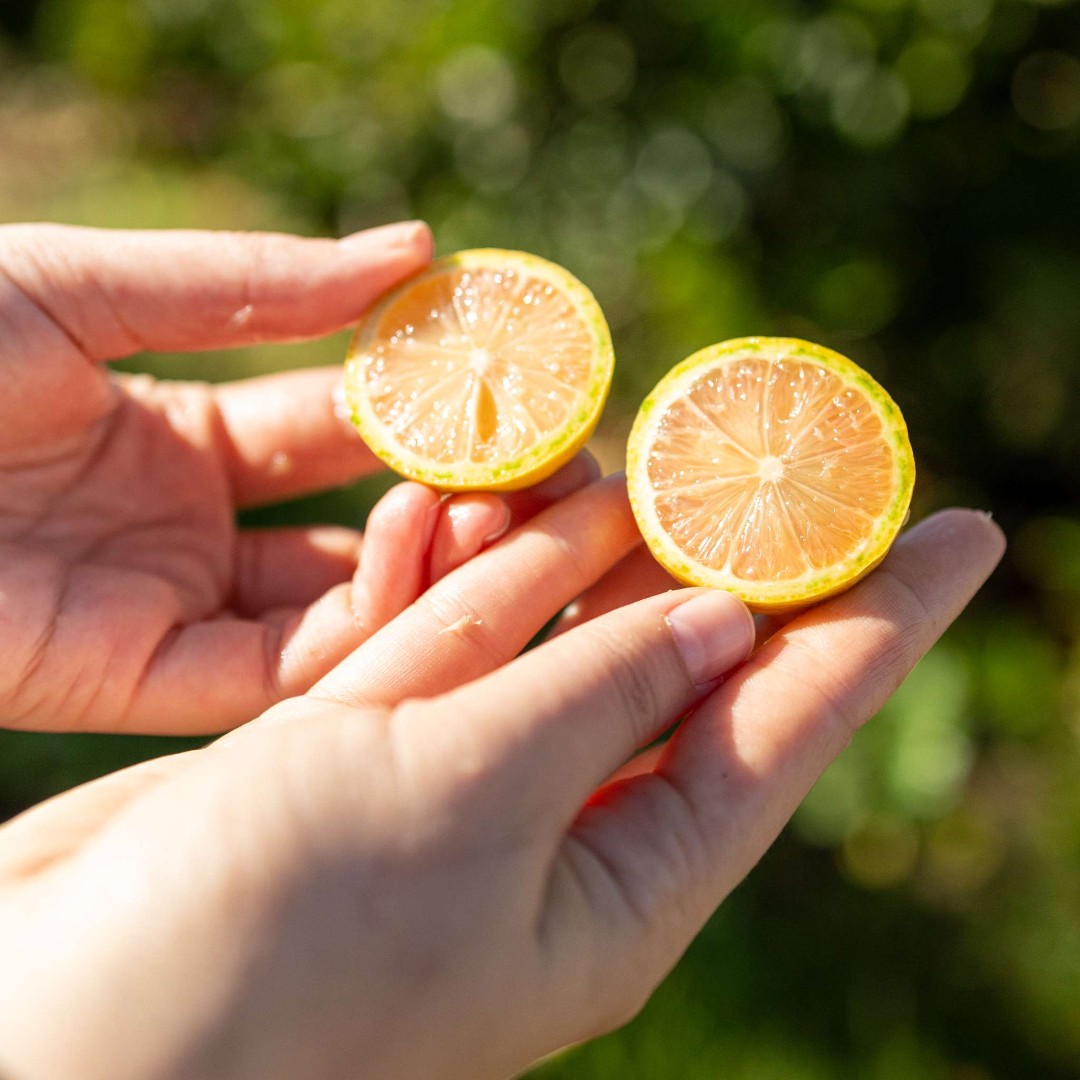 Buck Brand Citrus tweet media
