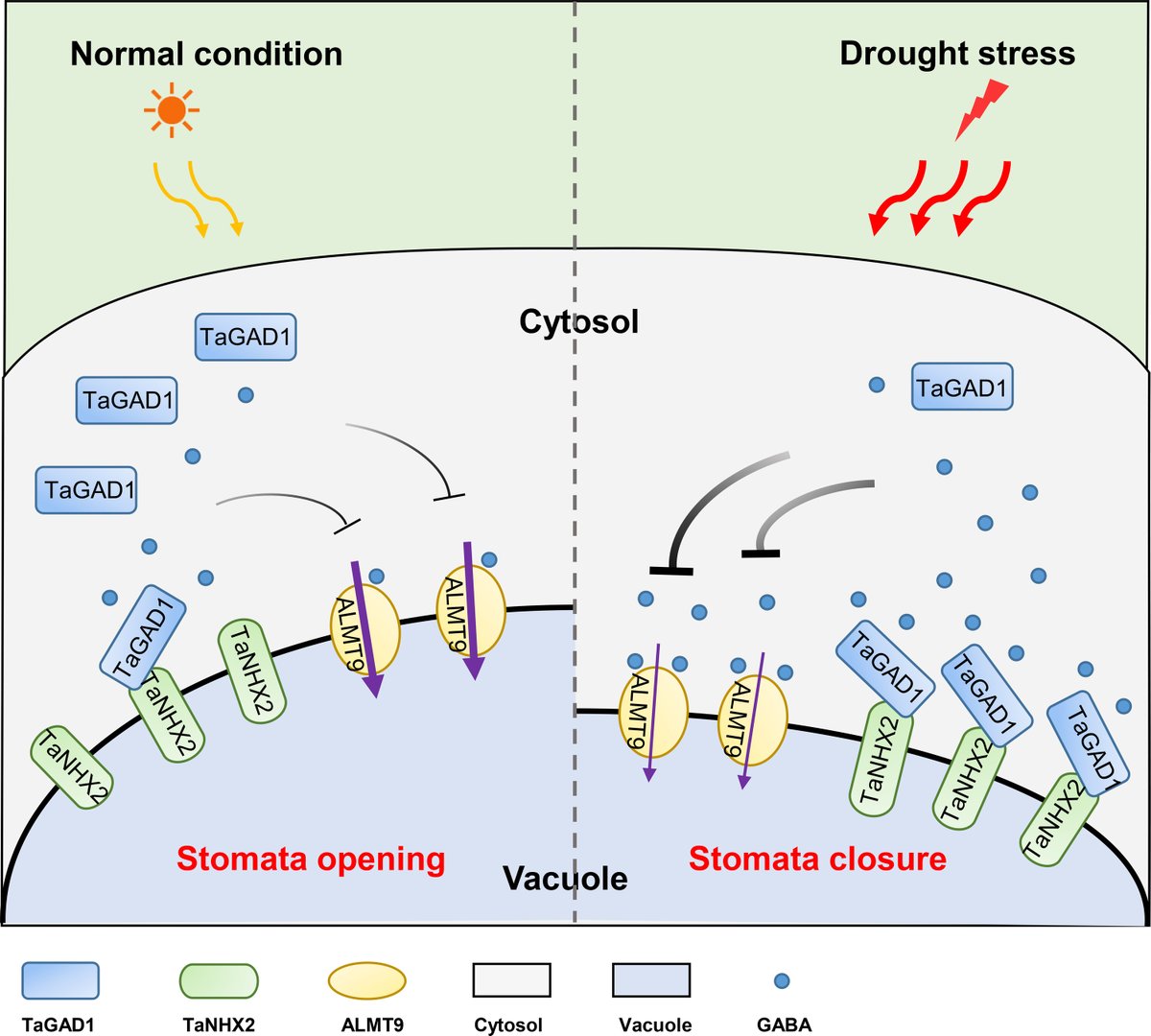 New research describes the once-mysterious mechanisms in plants that connect leaf accumulation of γ-Aminobutyric acid, or GABA, to improved drought resistance—a finding that could inform efforts to create drought-tolerant food crops. scim.ag/6zU