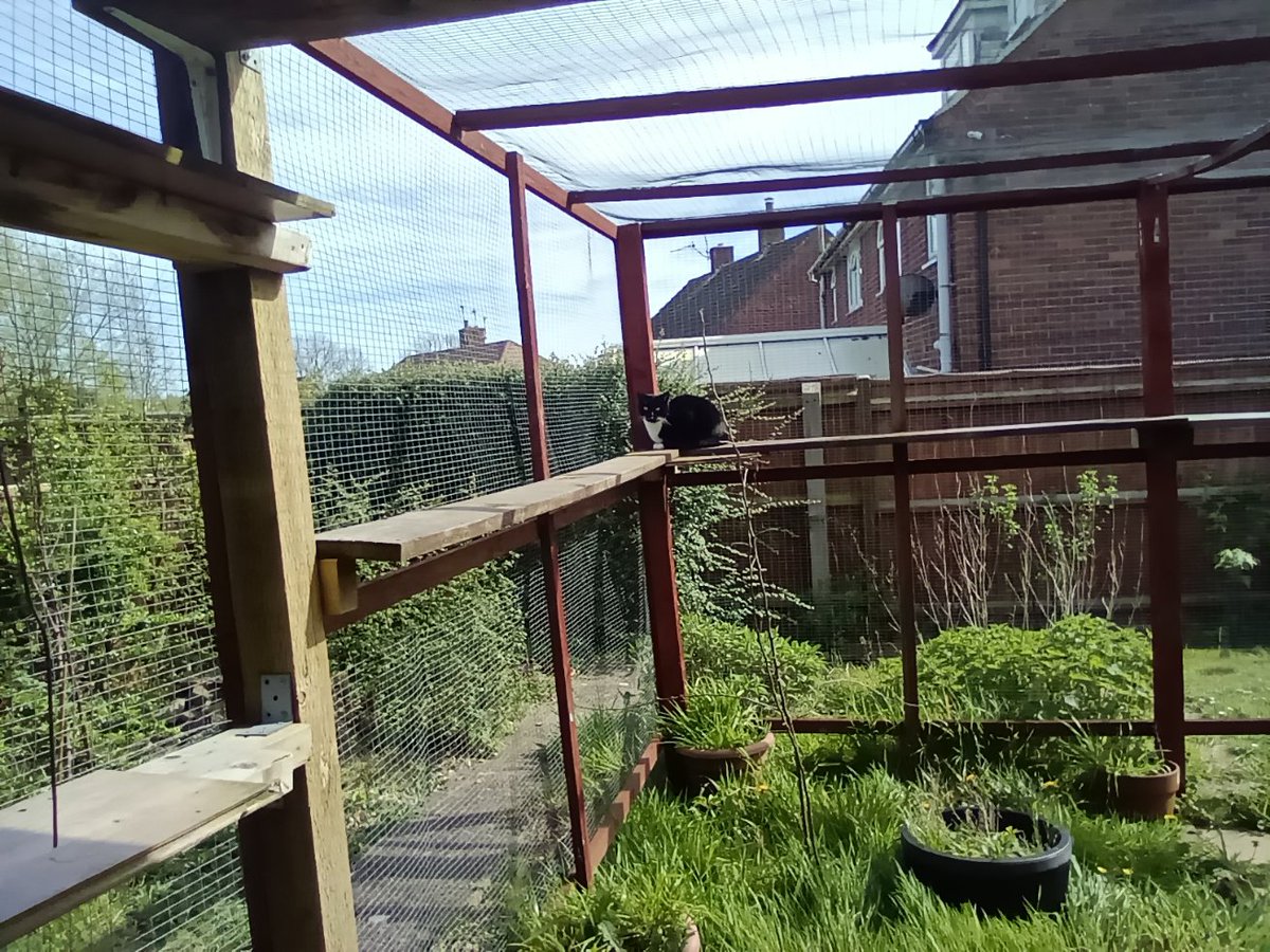 😻😺 first bit of sun for ages!🌞 hooray! Mum and dad joined me in da catio for a #Hedgewatch 💕💕