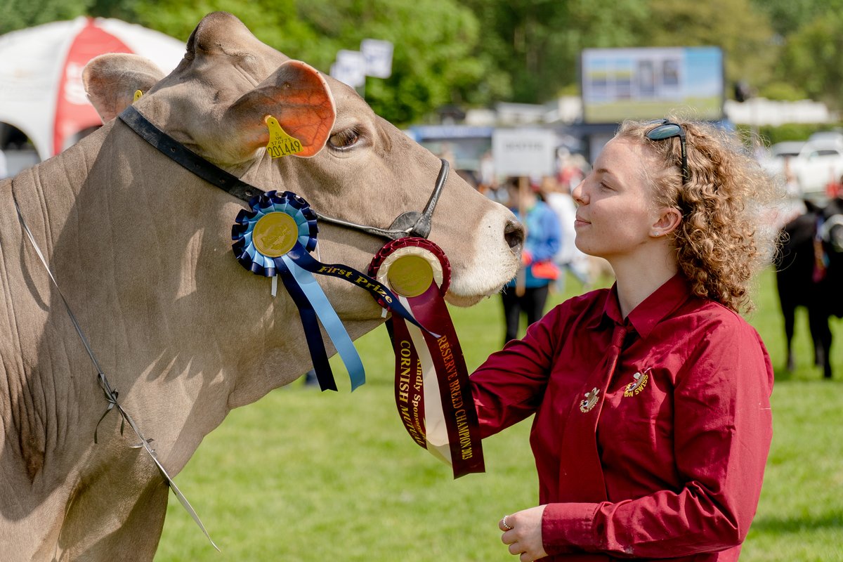 🐄Get a MOOO-ve on, cattle classes close today 🐄 Visit our website for the full list of classes and awards up for grabs: showingscene.com/events/devon-c… #cattle #cattleclasses #cattle #lovedevon #discoverdevon #devoncountyshow #visitdevon