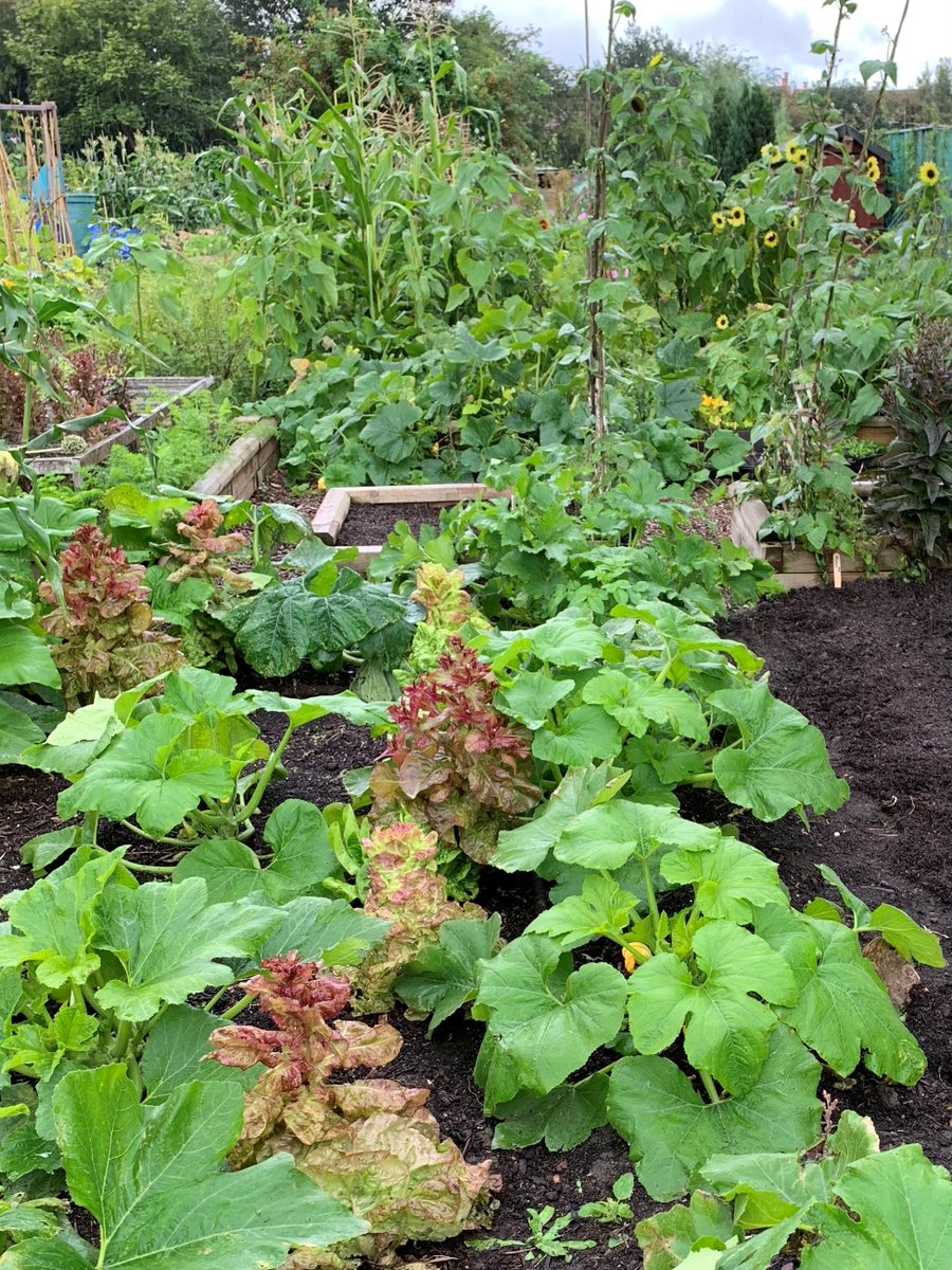 We're delighted that @SaraLimback will be sharing her gardening know-how and experiences acquired from many years running the community growing scheme Edible Bristol. If you think small changes don't make a difference, read on 👉 ow.ly/87YP50RcYvl #communitygardening