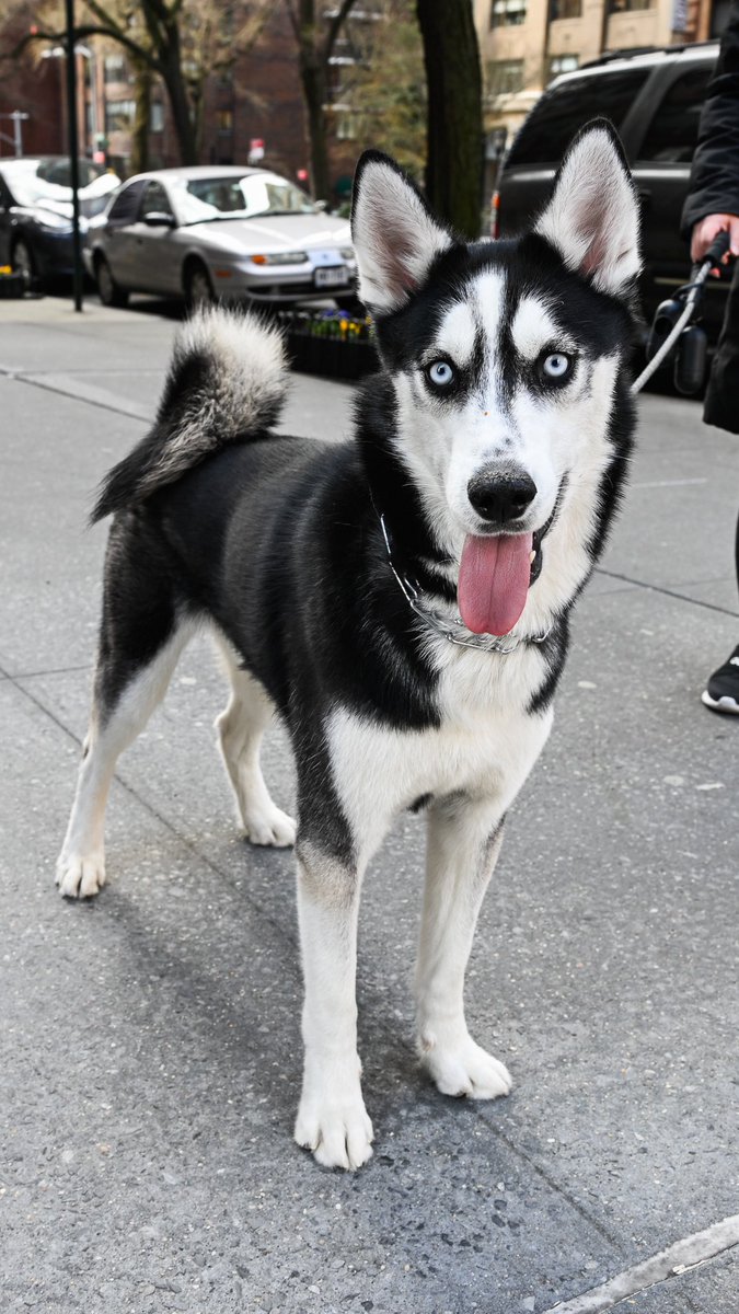 Su, Siberian Husky (1 y/o), 83rd & East End Ave., New York, NY • “He really likes to chase the cat, but my cat is even more sassy, so he’ll slap him back. I got this scramble from a store once, and I put it very high on the counter, but he jumped over and got it down.”