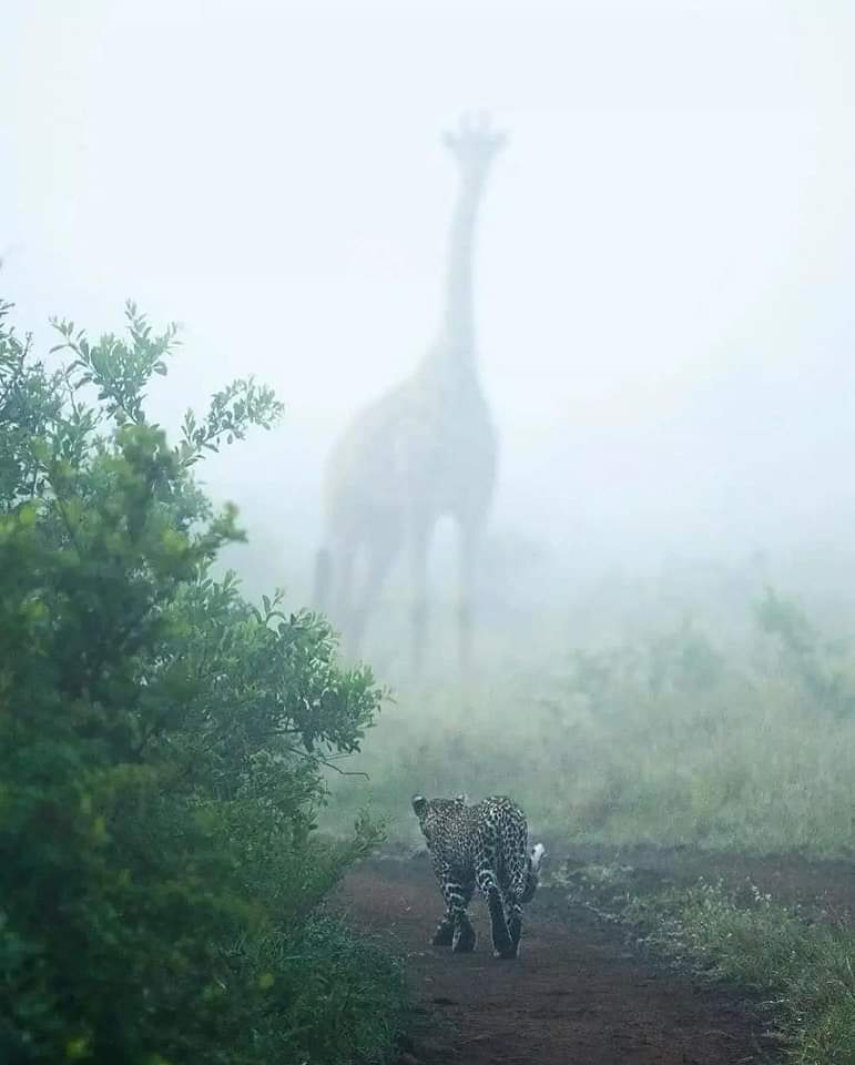 Imponente fotografía en la Sabana Africana