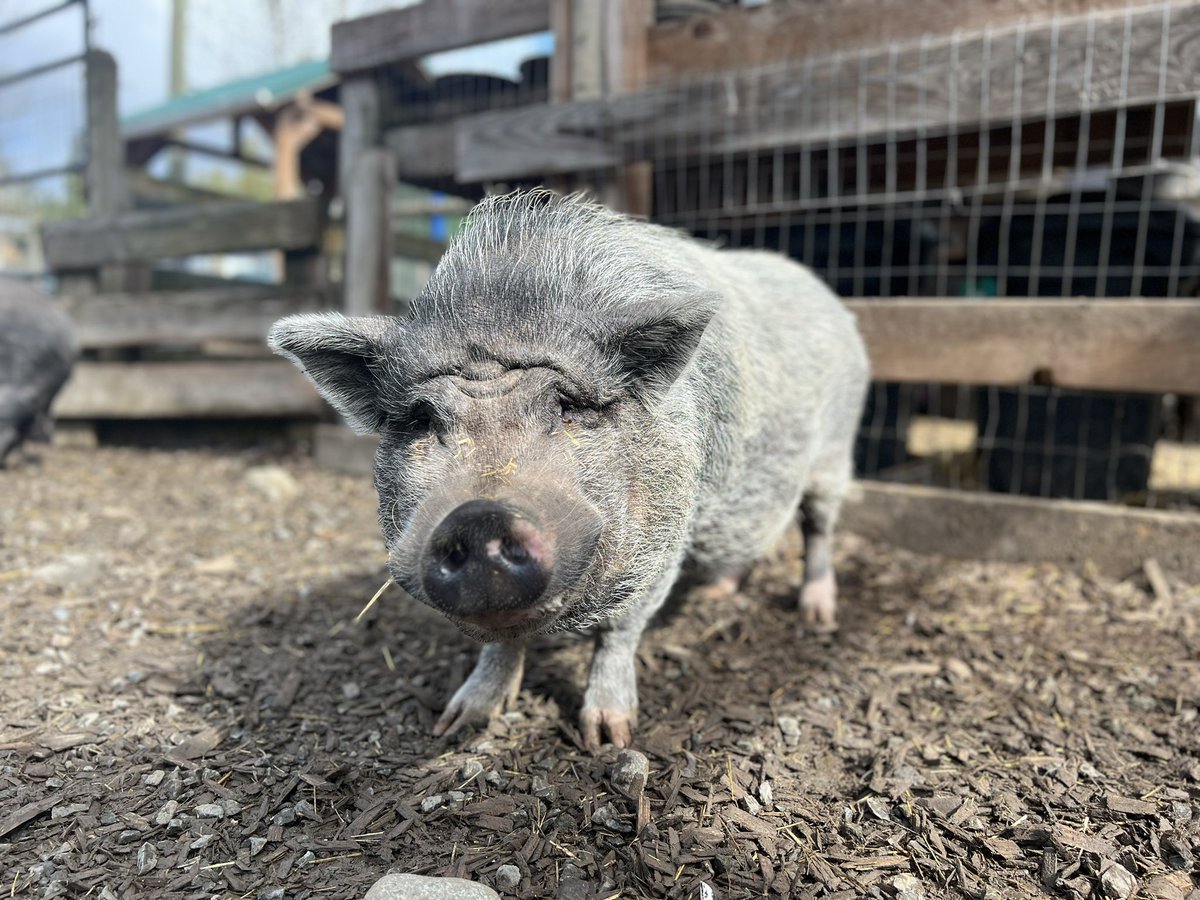 Happy Friday from Charlie! 

🌱 Be kind to every kind 

🎁 Make a donation - homeforhooves.org/one-time-donat…

#homeforhooves #vancouverislandsfarmsanctuary #farmsanctuary #animalrescue #vancouverisland #vanisle #Duncan #cowichan #veganfortheanimals #bekindtoanimals