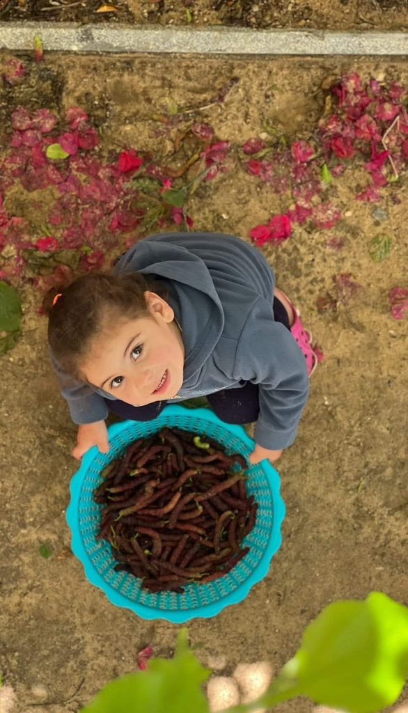 A Palestinian father shares a heart-wrenching moment of his daughter's absence weighs heavily on his soul. He recounts the simple joy of assigning Aliya the task of washing the berries he had lovingly picked for her during the holiday. As he walked towards his empty home, the…