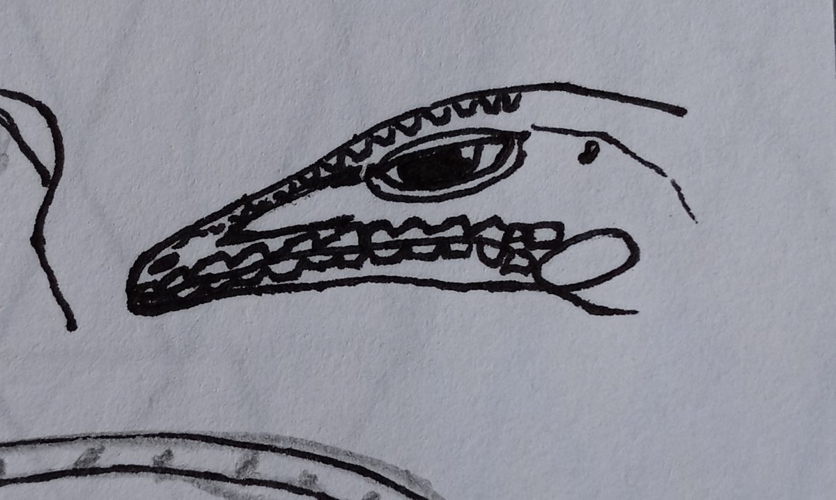 gigaMercer's tweet image. Look at this lizard