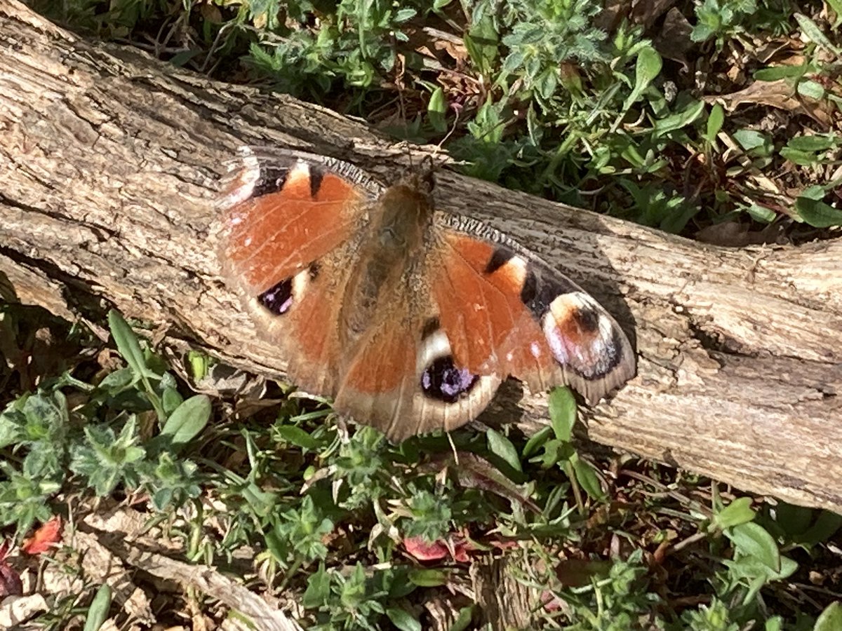 100 butterfly sightings with 8 varieties this year including 47 peacock @BC_Suffolk