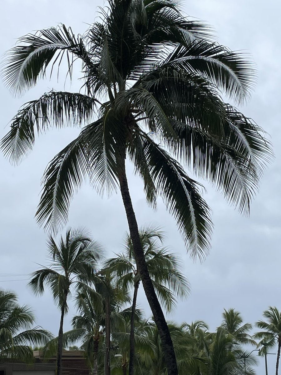 Weather The Storm. OCEAN LIFE - SAVE OUR OCEANS - OCEAN WARRIORS - OCEANS FIGHT FOR THE FUTURE 🦈 #oceanlife #oceanwarrior #oceanwarriors #oceanmvnt #saveouroceans #fightforthefuture #surf #palmtrees