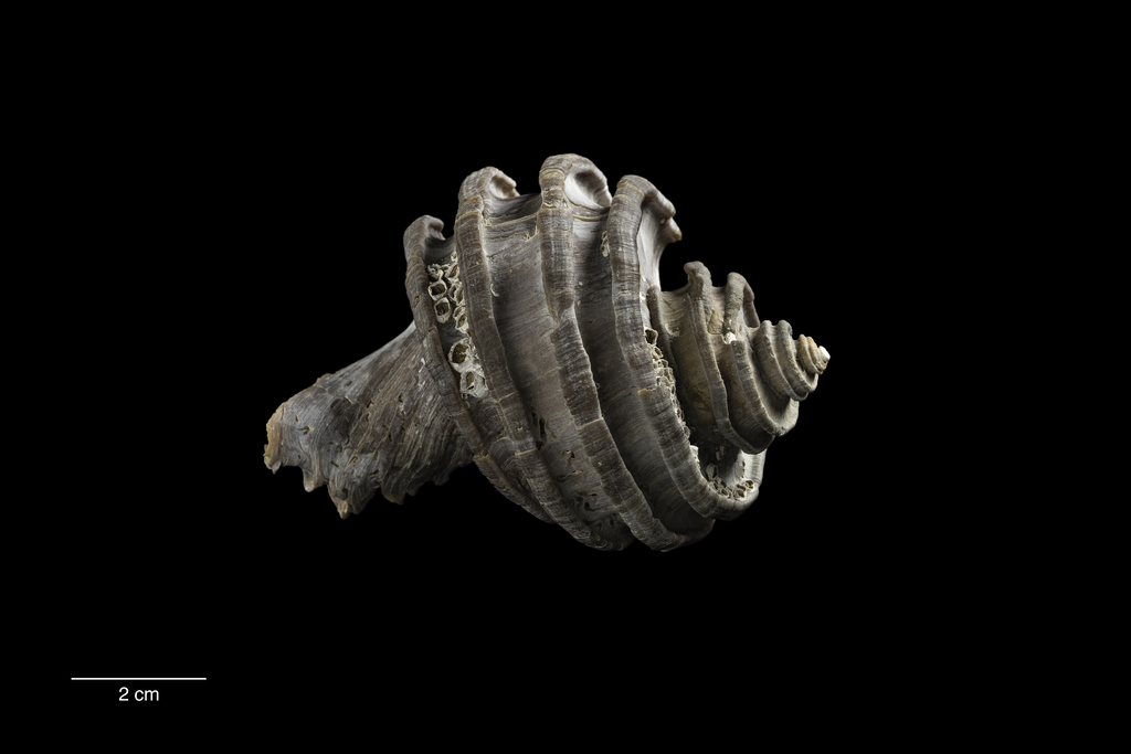 This #FossilFriday, we're headed to the beaches of St. Mary's County, Maryland.

Ecphora gardnerae gardnerae (Wilson) is an extinct marine snail that dates from the later Cenozoic. Officially named as Maryland's state fossil in 1994, it is a part of the Muricidae family.