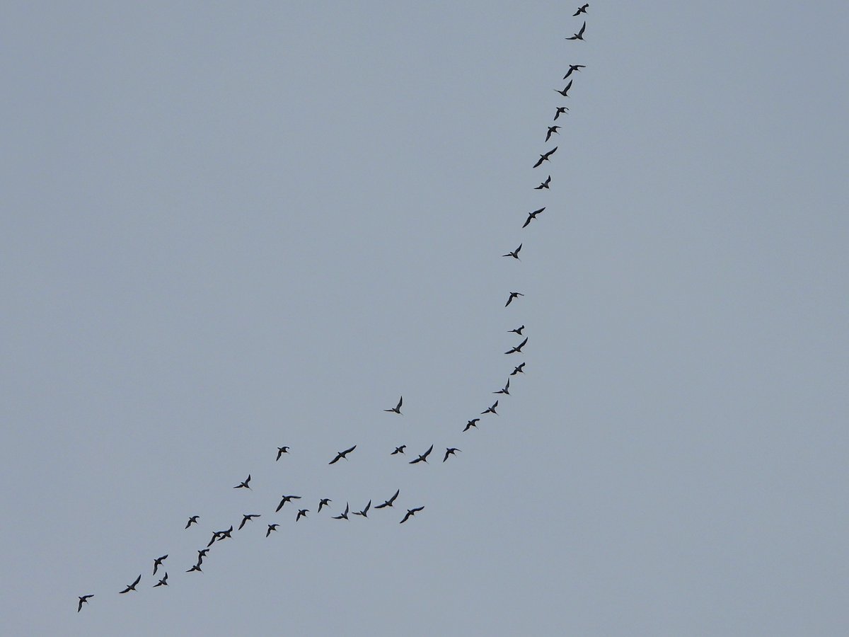 #GlosBirds Over my home in Quedgeley at 6:45 this evening a flock of around 80 migrating Curlews high and heading north.