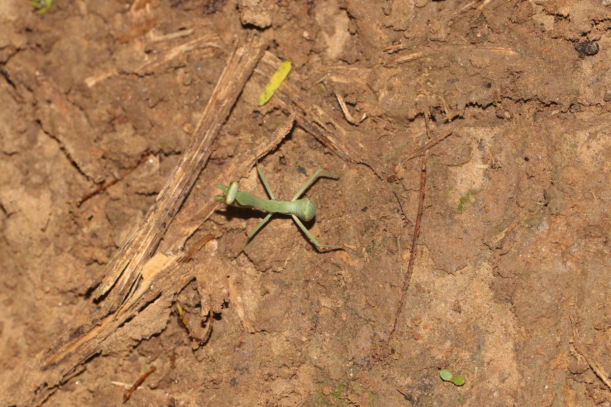 np_photographer's tweet photo. Praying Mantis https://t.co/fqwqCkXGsw Insects #prayingmantis #mantis #mantisinsects #greencolorinsect #insectmacro #aboutprayingmantis #macrophotography #insectphotography #insectsofourworld https://t.co/4Z8bT28CVP