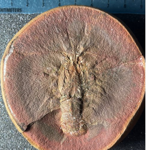 ESCONI's tweet photo. Fossil Friday #208: Mamayocaris jaskoskii #fossils #paleontology #MazonCreek #FossilFriday #crayfish #pit11 #arthropod #lobster
A beautiful lobster from Mazon Creek!
https://t.co/KhwExxib74 https://t.co/qcsu5XOAJX