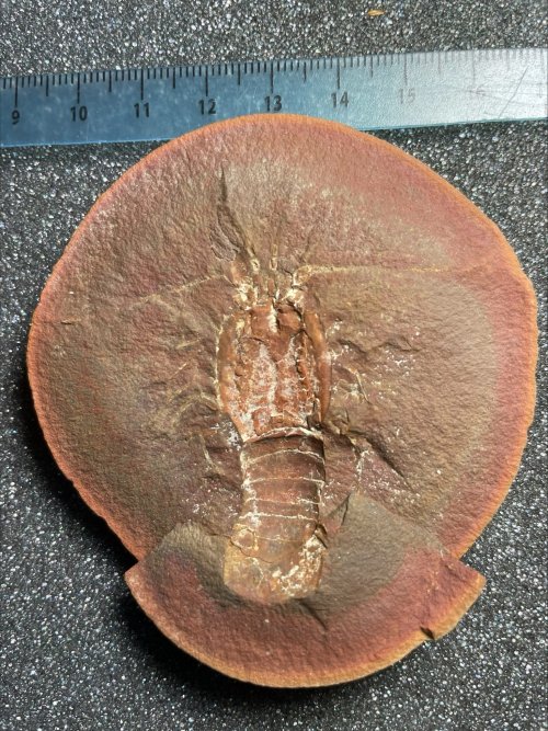 Fossil Friday #208: Mamayocaris jaskoskii #fossils #paleontology #MazonCreek #FossilFriday #crayfish #pit11 #arthropod #lobster

A beautiful lobster from Mazon Creek!

esconi.org/esconi_earth_s…