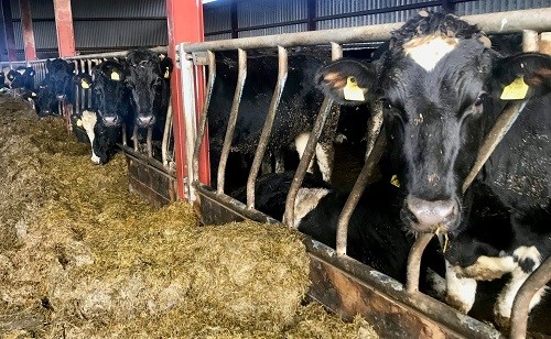 Profitability levels recorded on farms enrolled in Teagasc’s DairyBeef 500 Campaign were curtailed by challenging weather conditions and somewhat lower levels of animal performance over the course of 2023, Alan Dillion, @TeagascBeef tells us more bit.ly/3VTDg8s