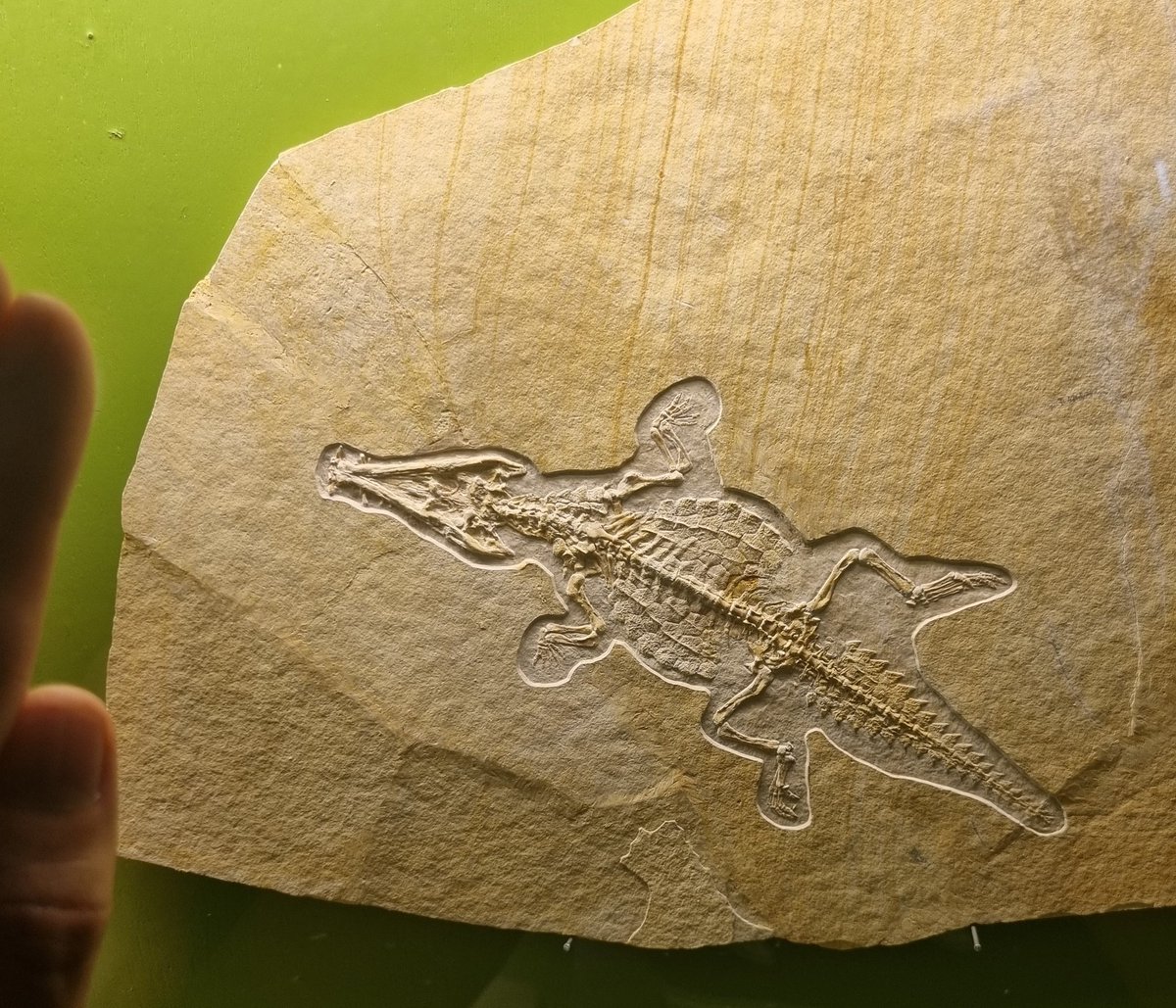 The most beautiful, incredibly rare baby crocodile. Happy #FossilFriday 🐊 ​Nicknamed “Brunni”, this ~20 cm long fossil represents the only known hatchling of a Jurassic species called Crocodilaemus robustus. Found within the Solnhofen Archipelago in Germany.
