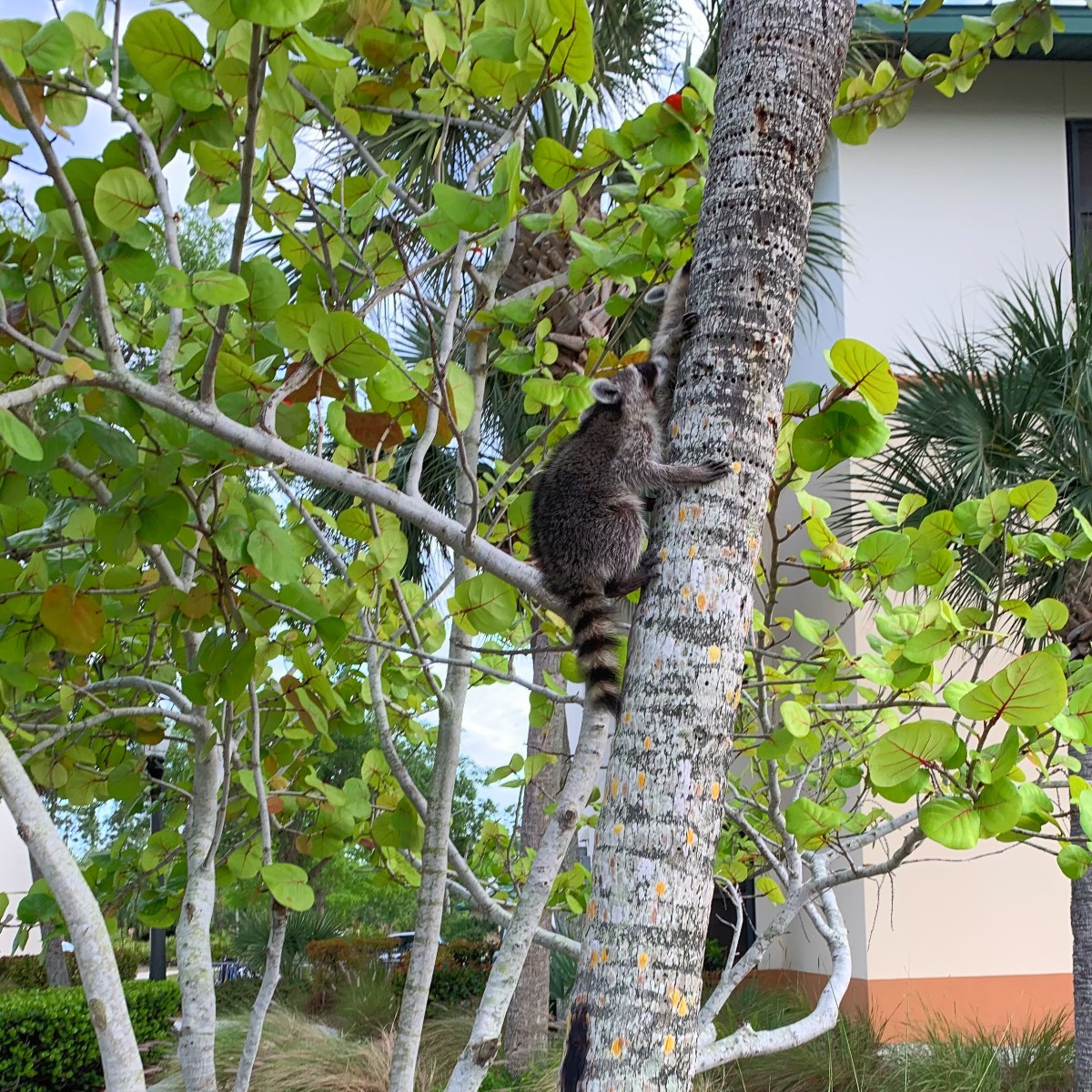 Critters crawling all over campus! These raccoons seem to have enjoyed their time in North Lake. 🌴☀️ Thanks to student Sam M. for sending these our way. #FGCU #campuslife