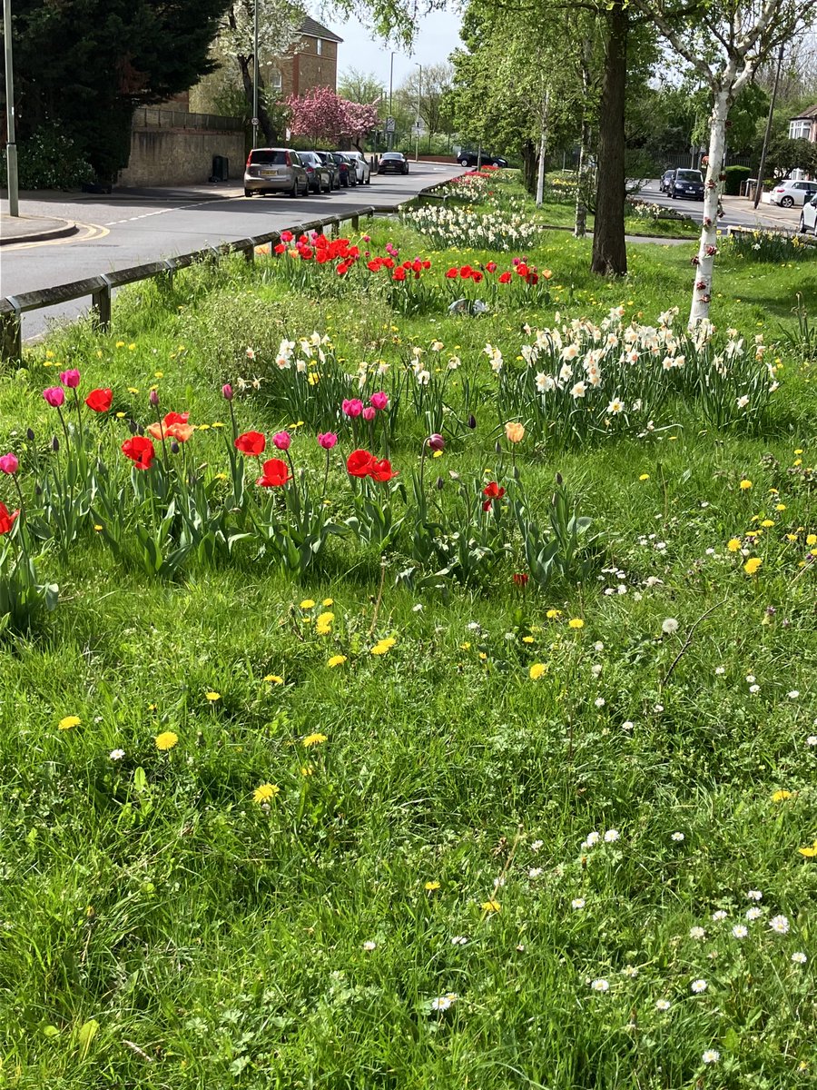 Still so pleasing to see the Vale covered in more flowers! Irises next. Thanks as ever to ⁦@AbundanceLondon⁩ ⁦⁦@lovebarnetparks⁩ and Anika for making this happen. And ⁦@ArlissAndrew⁩ for keeping it going!