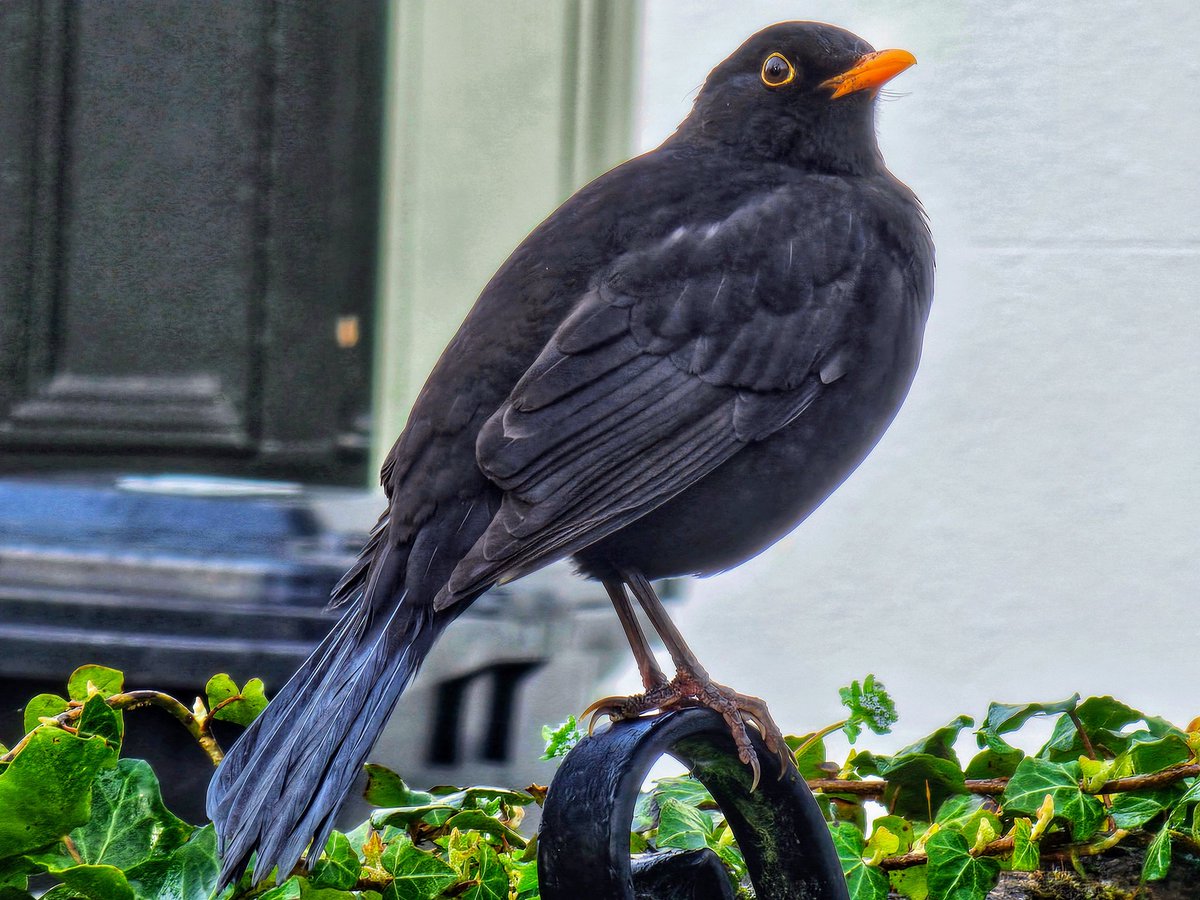 Singing in the sunshine #blackbird #BritishBirds #sunshine #Ivybridge