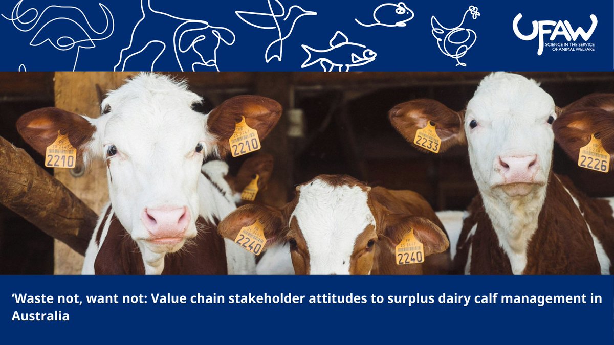 📢New paper investigates dairy industry stakeholder attitudes to surplus dairy calf management in Australia. Researchers concluded killing surplus calves threatens industry’s social licence, requiring stakeholder collaboration for a sustainable solution. ➡️ow.ly/i47u50ReZ91