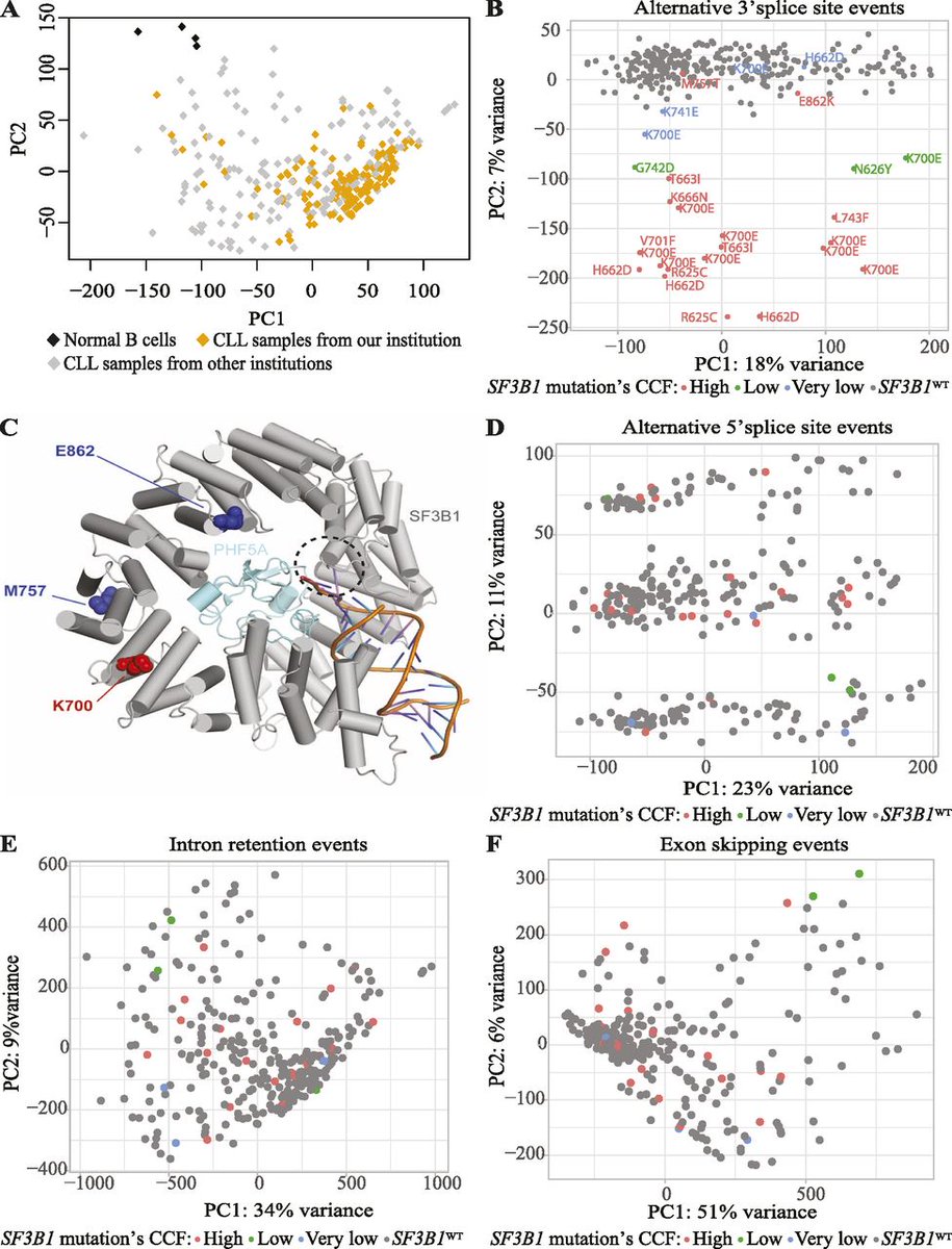 In our Collection on Cancer Biology: SF3B1 mutation–mediated sensitization to H3B-8800 splicing inhibitor in chronic lymphocytic leukemia @i_oreja @CRGenomica @idibaps hubs.la/Q02sncNd0