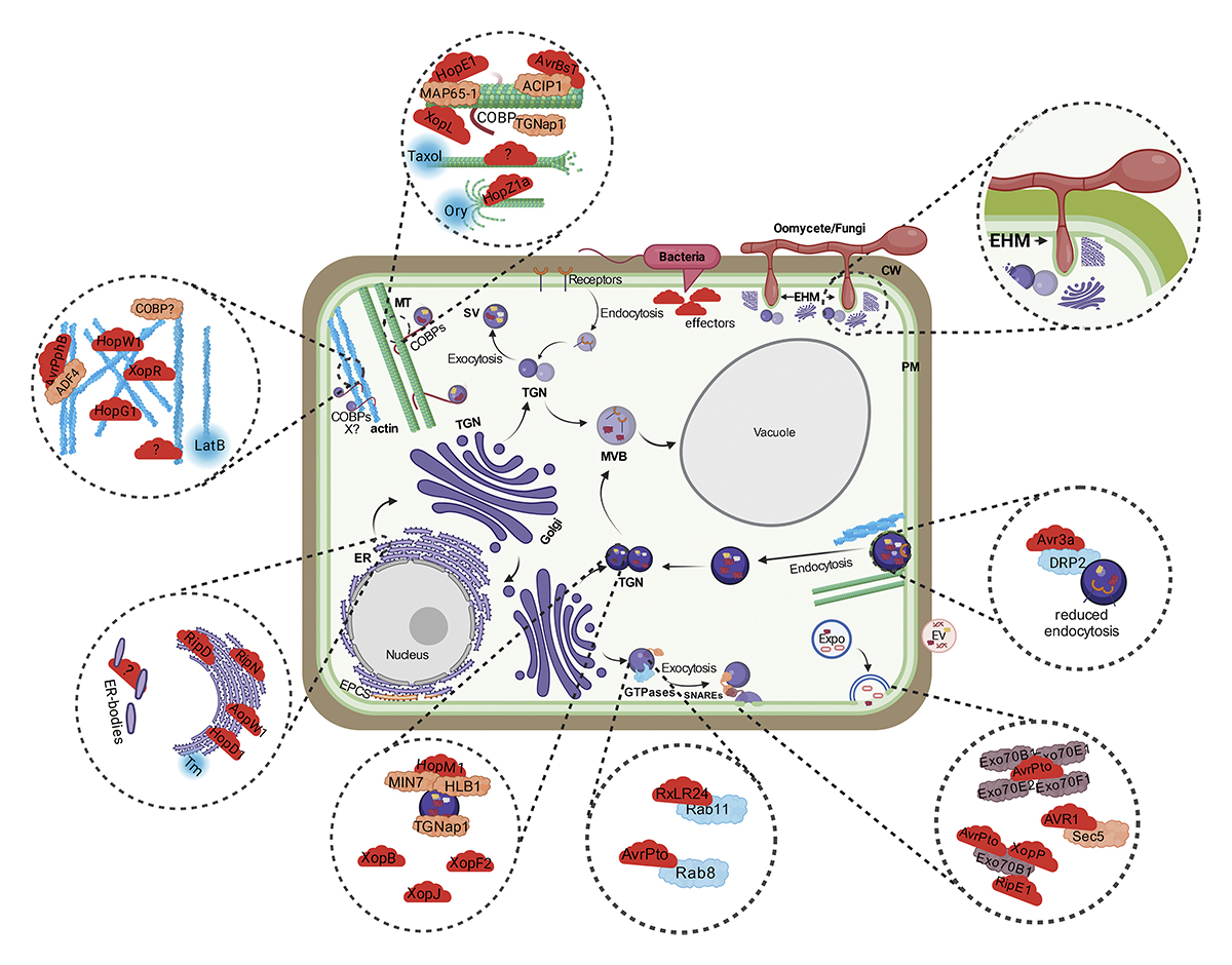 An overview of pathogen effectors targeting plant #trafficking pathways and organelles. In this review, @Deepak_ddb & @msubrandizzilab discuss the current understanding of the post-immune activation logistics of plant defense. hubs.la/Q02r9qWZ0 #PlantBiology