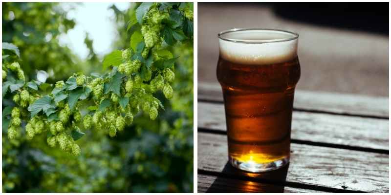 Have you ever considered the science behind your favourite Friday post-work pint?

At @GrowingBioTech scientists are developing new varieties of environmentally resilient ‘super hops.’

On the search for sustainable British hops: 
growingkentandmedway.com/news/on-the-se…
