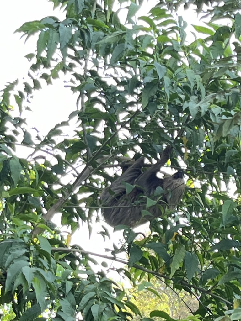 まさかの野生のナマケモノに遭遇
初めて見た
教室出ていい許可降りたからみんなで見た