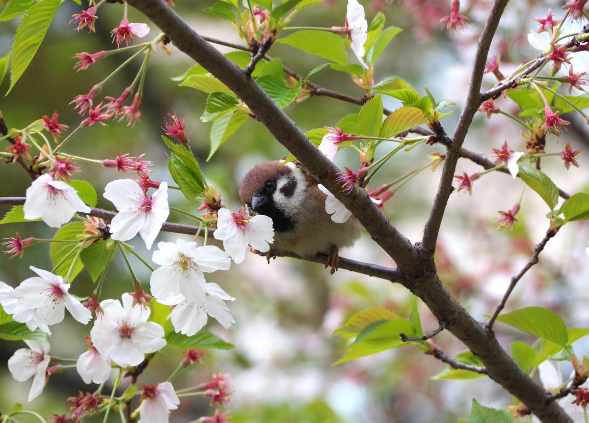 桜さん、また来年会おうね🌸🤗

#すずめ #スズメ #雀 #sparrow 
#ちゅん活 #野鳥写真
