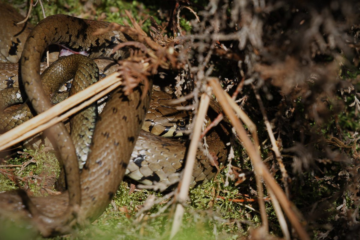 Mating grass snakes spotted today in East Sussex. Wonderful to watch 🐍